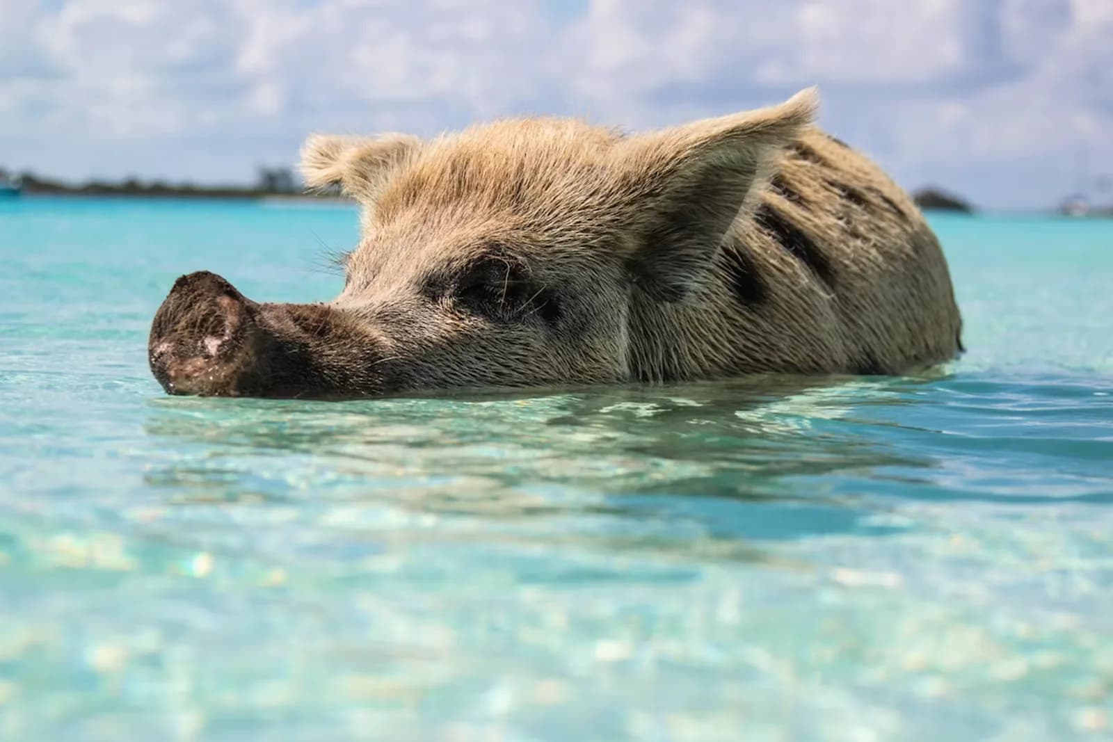 Schwimmende Schweine im flachen Wasser vor Big Major Cay