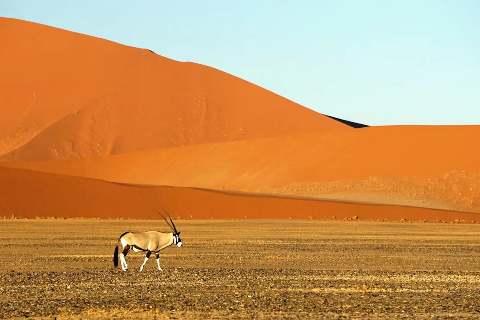 Oryxantilope in der Wüstenlandschaft