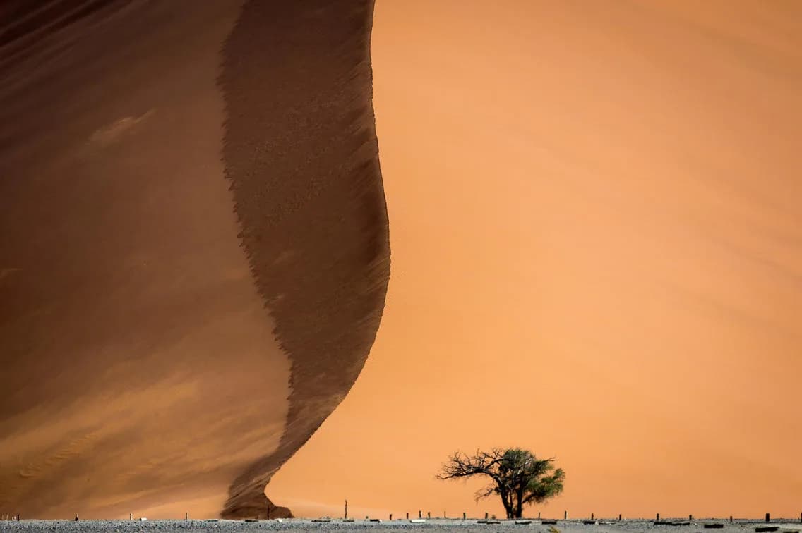 Dünenkamm der Namib mit einzelnem Baum