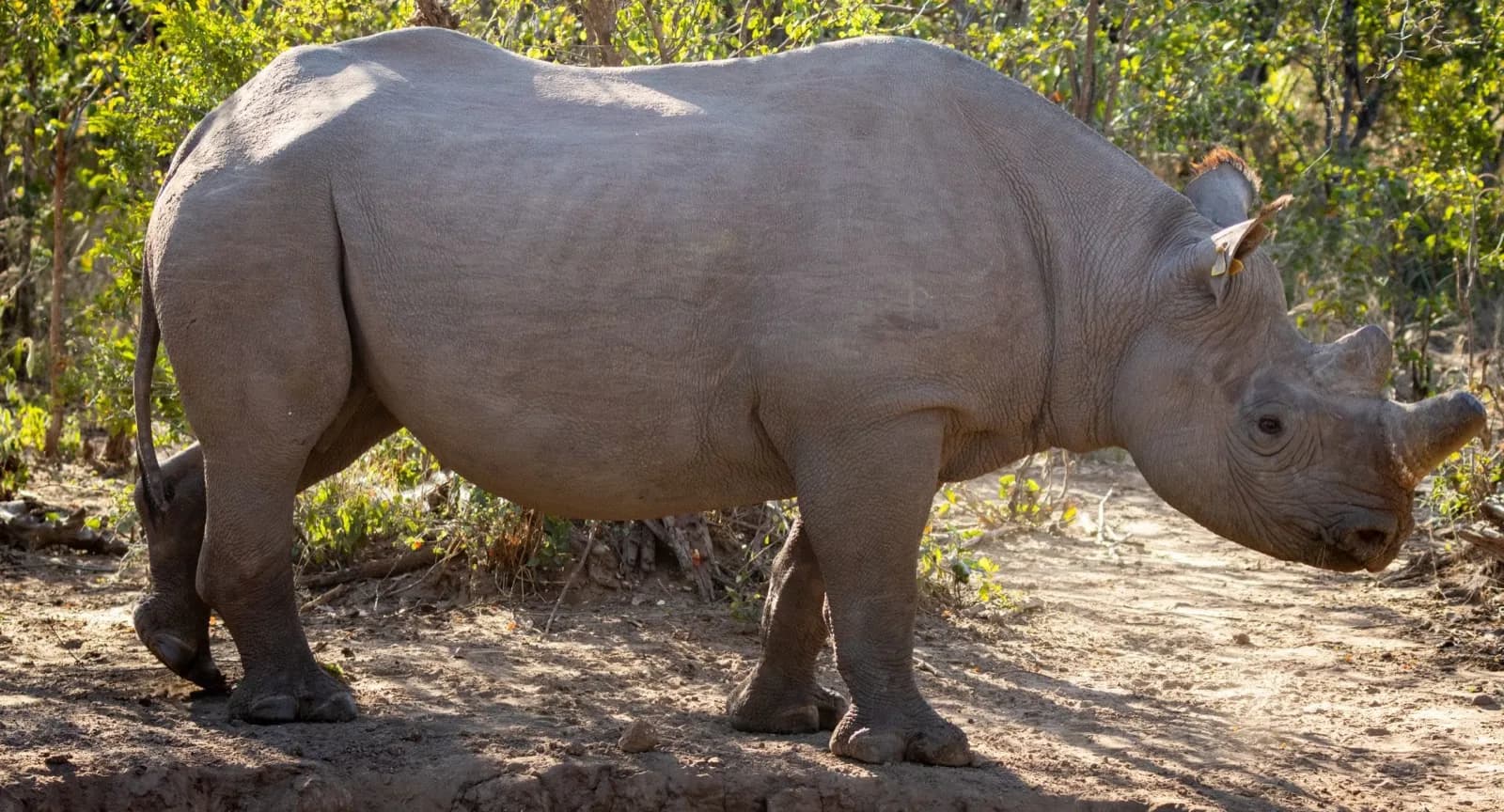 Anantara Stanley & Livingstone – Breitmaulnashorn im hauseigenen Reservat