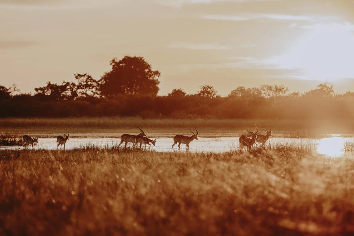 Antilopen im Abendlicht bei Vumbura Plains