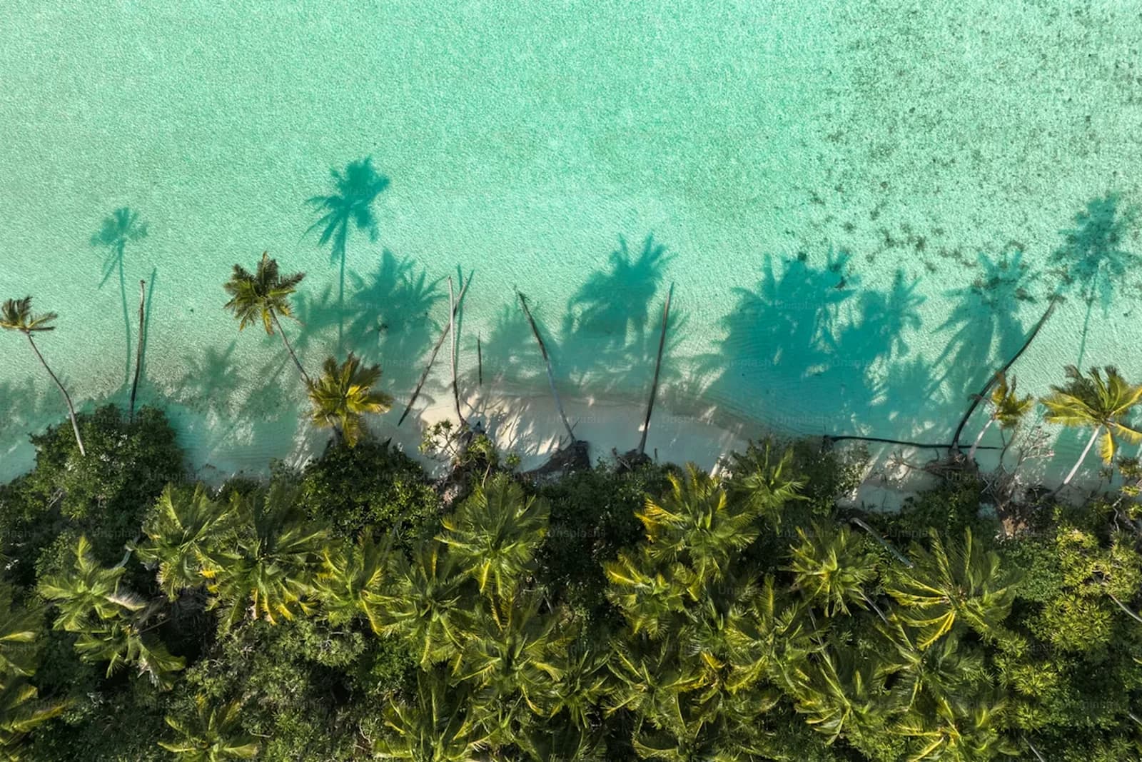 Strand mit Palmenschatten und farbigem Wasser