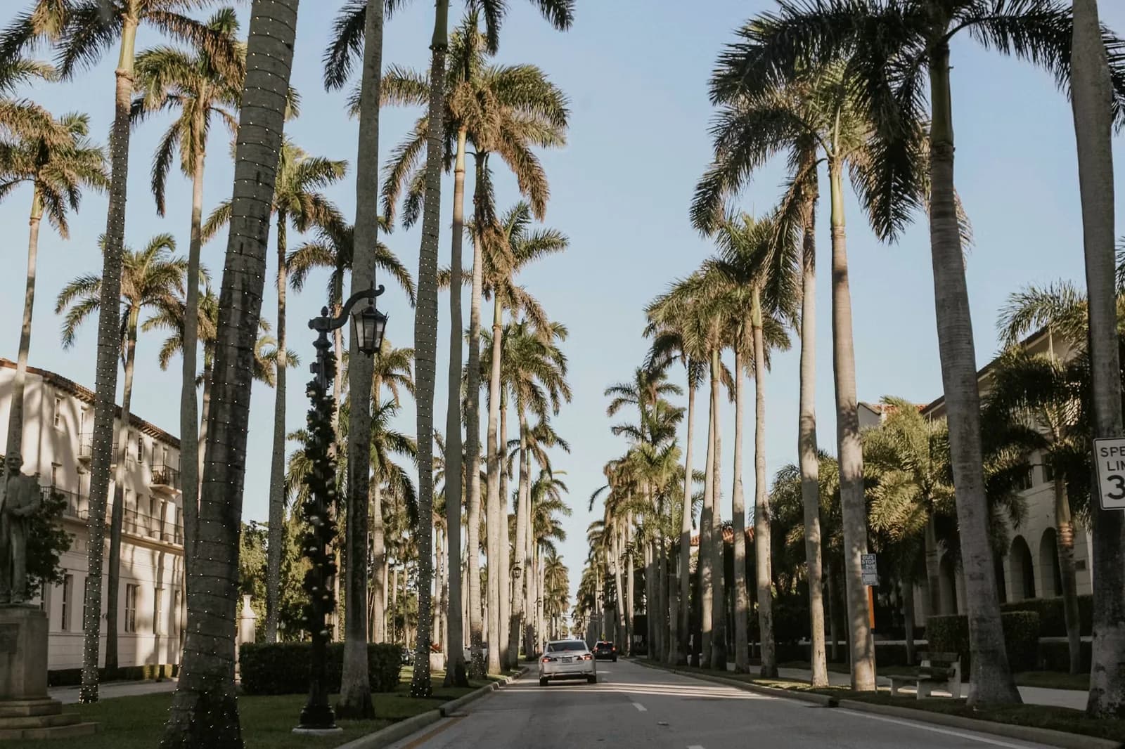 Palmenallee an der Promenade von Tampa